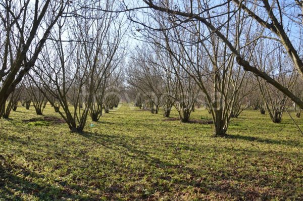 terreno agricolo in vendita a San Giuseppe Vesuviano