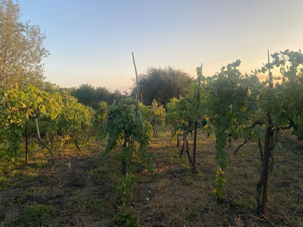 terreno agricolo in vendita a San Sebastiano al Vesuvio