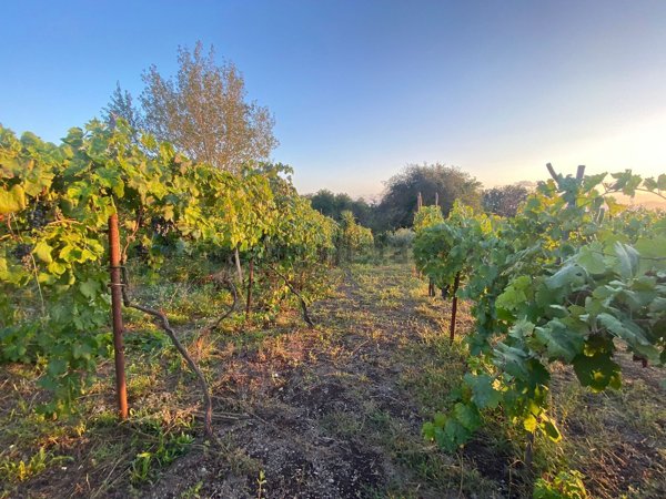 terreno agricolo in vendita a San Sebastiano al Vesuvio