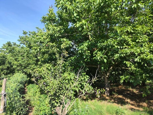 terreno agricolo in vendita a Sant'Anastasia