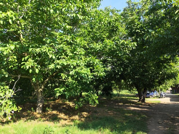 terreno agricolo in vendita a Sant'Anastasia