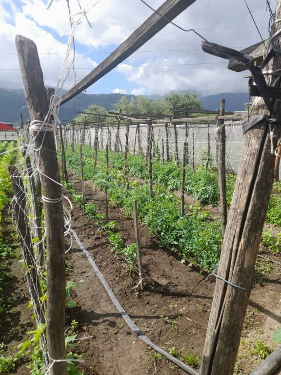 terreno agricolo in vendita a Sant'Antonio Abate