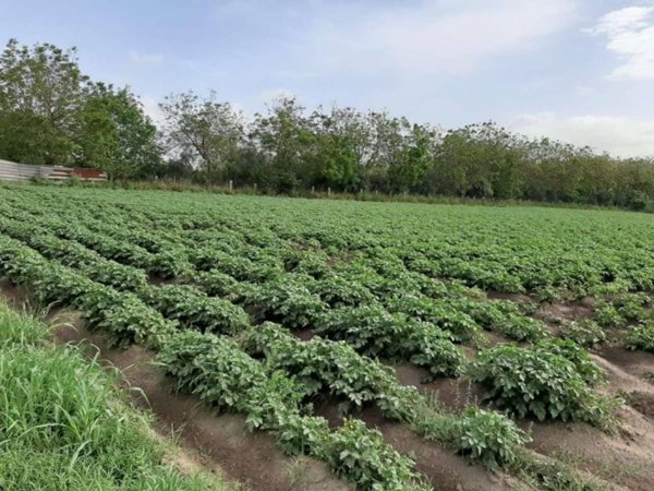 terreno agricolo in vendita a San Vitaliano