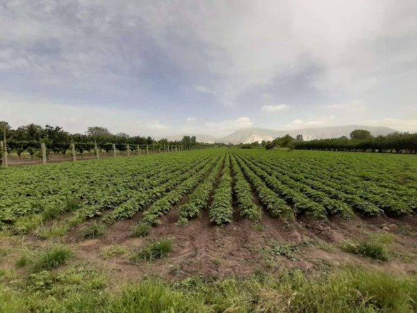 terreno agricolo in vendita a San Vitaliano