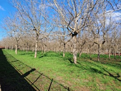 casa indipendente in vendita a Saviano