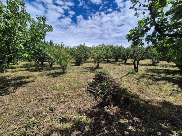 terreno agricolo in vendita a Saviano