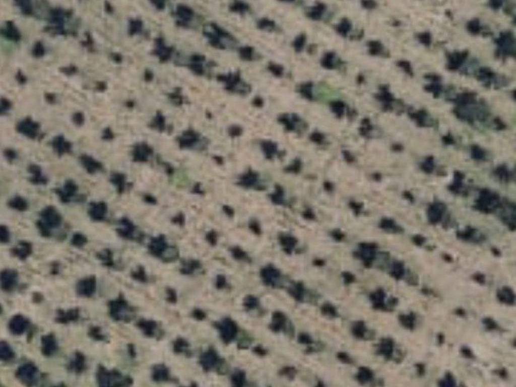 terreno agricolo in vendita a Saviano