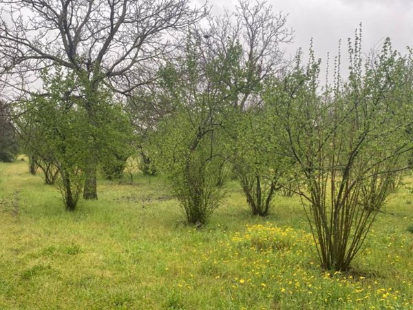 terreno agricolo in vendita a Scisciano in zona Spartimento