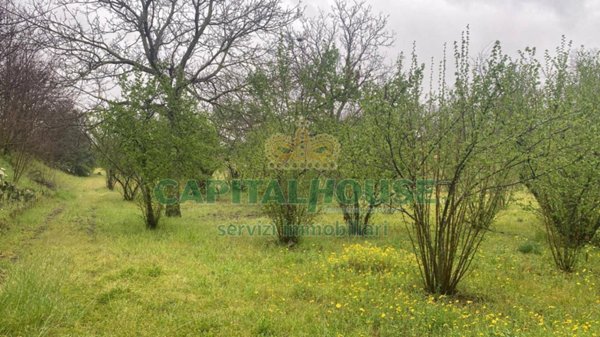 terreno agricolo in vendita a Scisciano