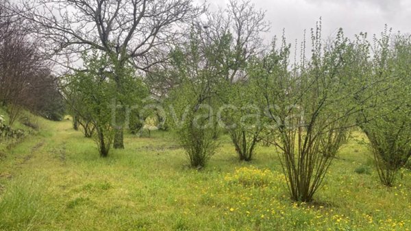terreno agricolo in vendita a Scisciano in zona Spartimento