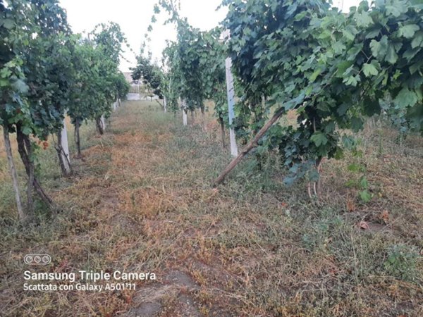 terreno agricolo in vendita a Somma Vesuviana