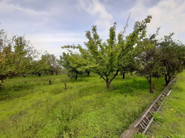 terreno agricolo in vendita a Somma Vesuviana