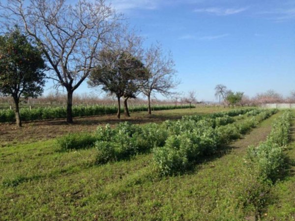 terreno agricolo in vendita a Somma Vesuviana