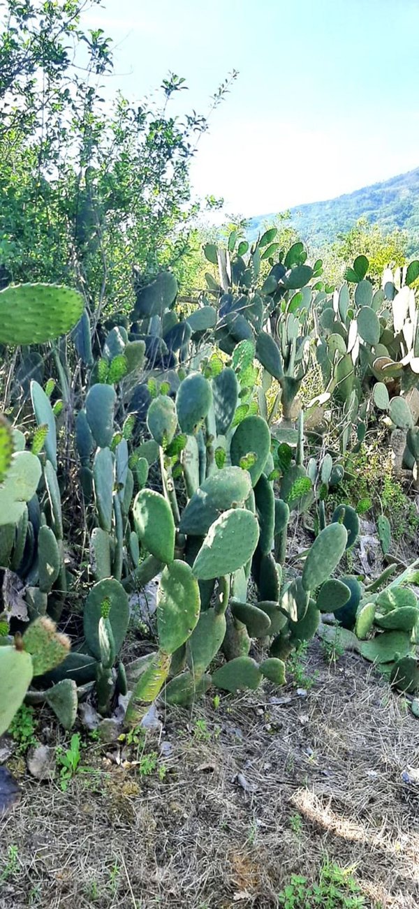 terreno agricolo in vendita a Somma Vesuviana