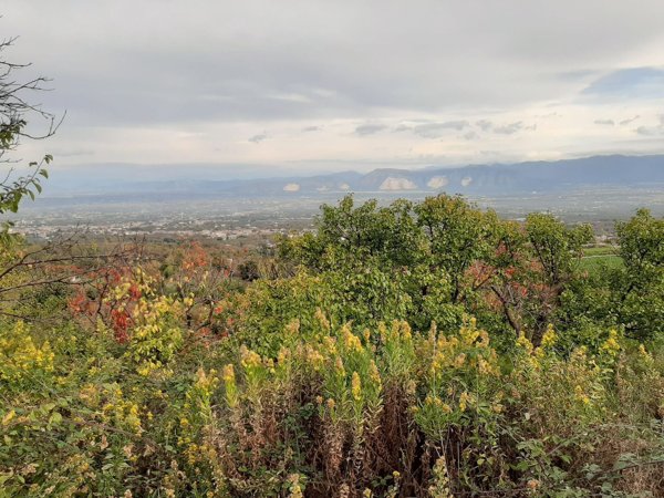terreno agricolo in vendita a Somma Vesuviana