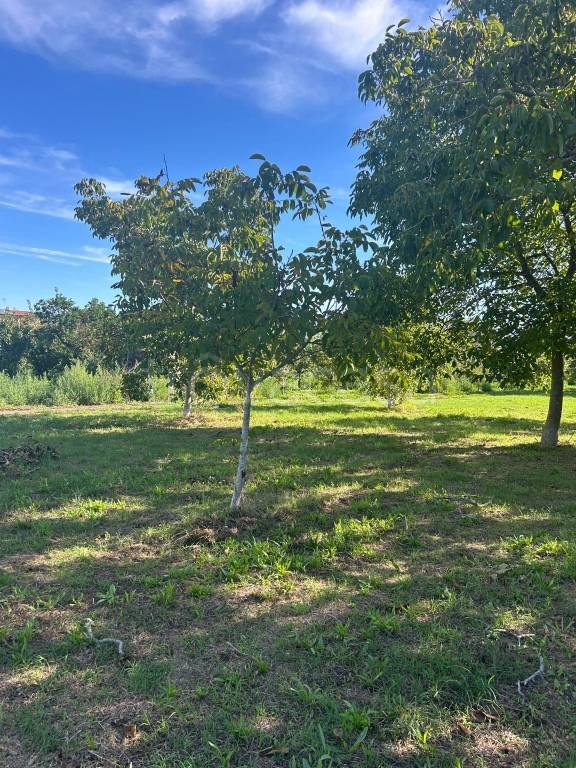 terreno agricolo in vendita a Somma Vesuviana