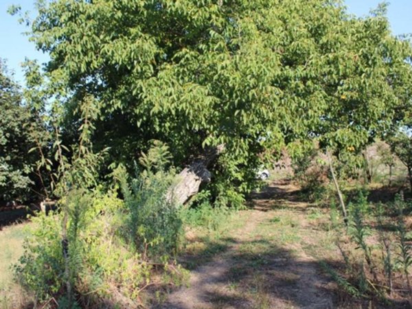 terreno agricolo in vendita a Somma Vesuviana