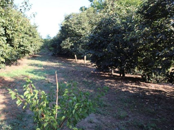 terreno agricolo in vendita a Somma Vesuviana