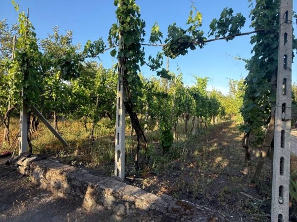 terreno agricolo in vendita a Somma Vesuviana