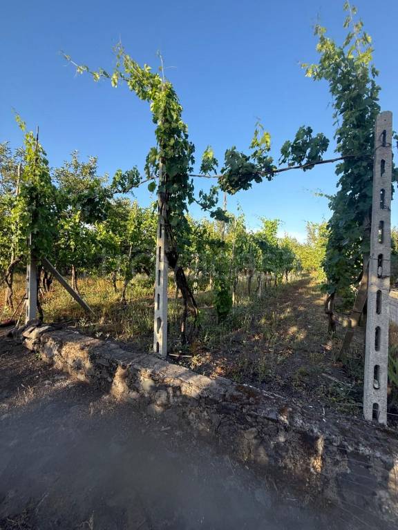 terreno agricolo a Somma Vesuviana in zona Santa Maria delle Grazie a Castello