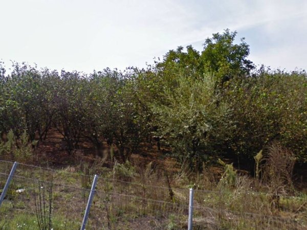 terreno agricolo in vendita a Striano