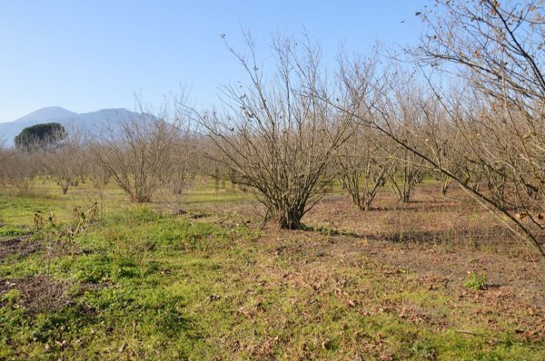terreno agricolo in vendita a Terzigno