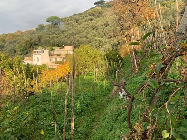 terreno agricolo in vendita a Vico Equense