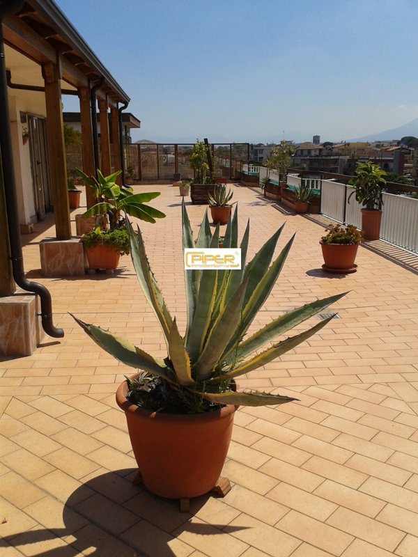 appartamento in vendita a Villaricca