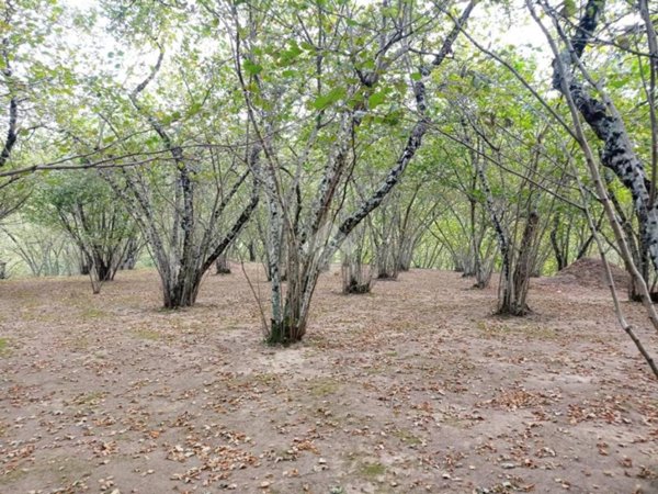 terreno agricolo in vendita ad Aiello del Sabato