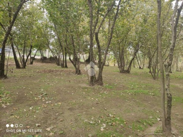 terreno agricolo in vendita ad Aiello del Sabato