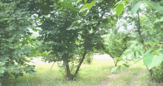 terreno agricolo in vendita ad Aiello del Sabato