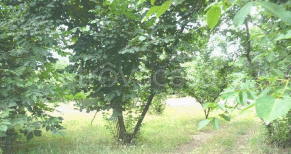 terreno agricolo in vendita ad Aiello del Sabato