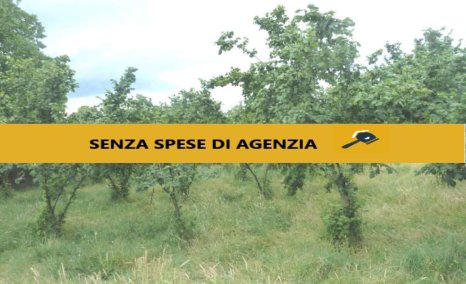 terreno agricolo in vendita ad Aiello del Sabato