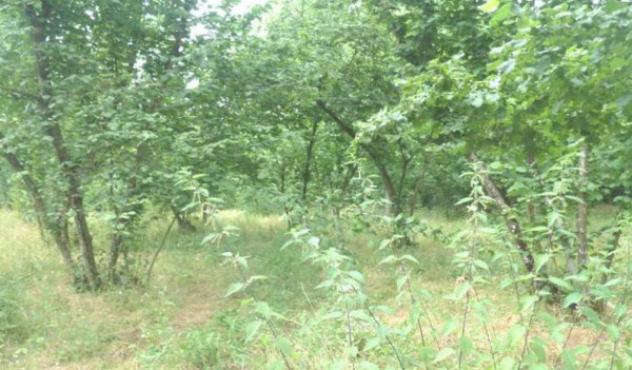 terreno agricolo in vendita ad Aiello del Sabato