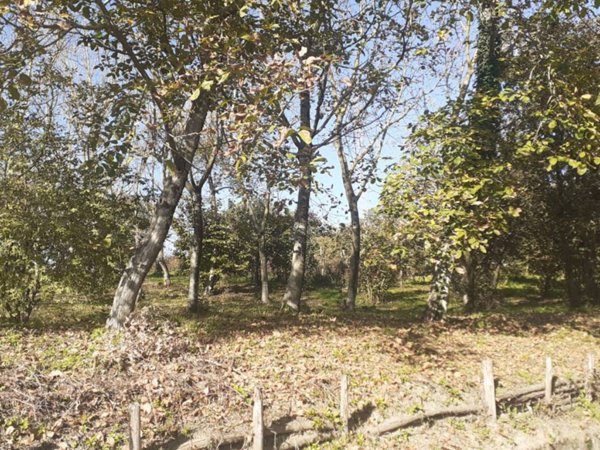 terreno agricolo in vendita ad Altavilla Irpina