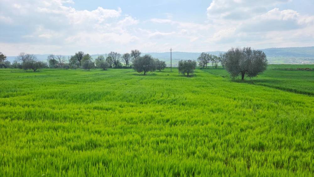 terreno agricolo in vendita ad Andretta