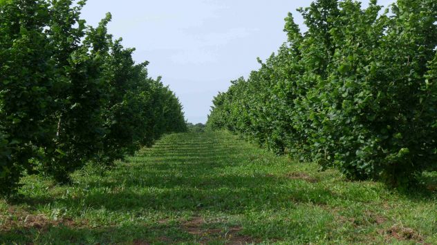 terreno agricolo in vendita ad Avella