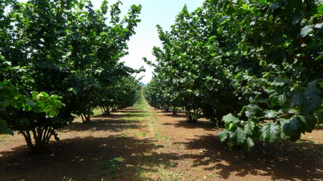 terreno agricolo in vendita ad Avella