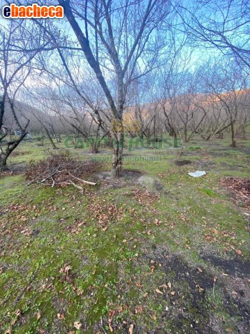 terreno agricolo in vendita ad Avella