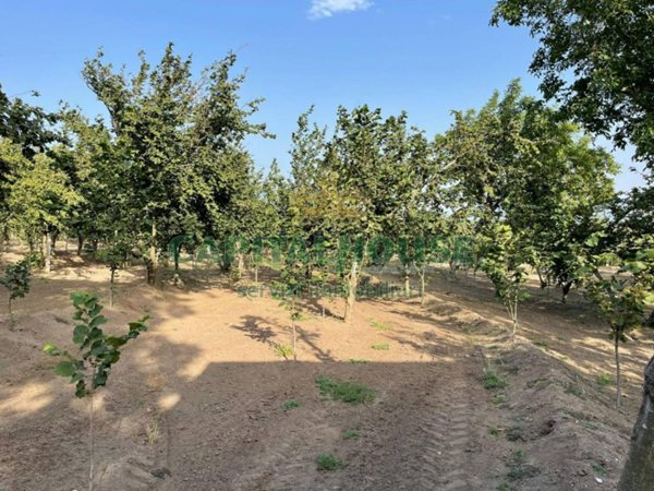 terreno agricolo in vendita ad Avella