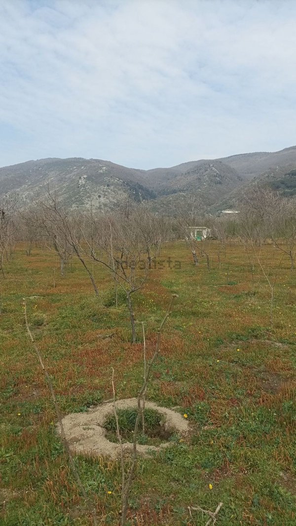 terreno agricolo in vendita ad Avella