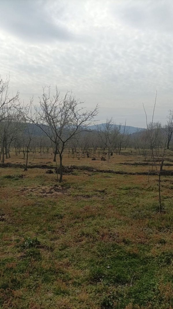 terreno agricolo in vendita ad Avella