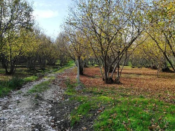 terreno agricolo in vendita ad Avellino in zona Picarelli