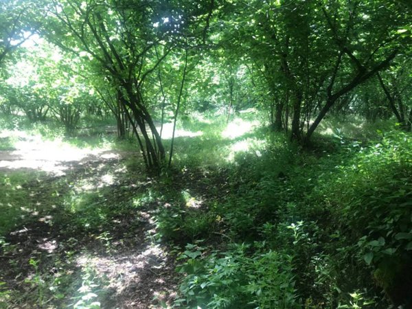 terreno agricolo in vendita ad Avellino