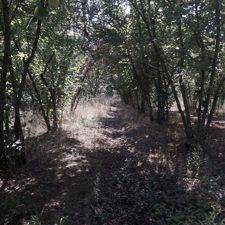 terreno agricolo in vendita ad Avellino