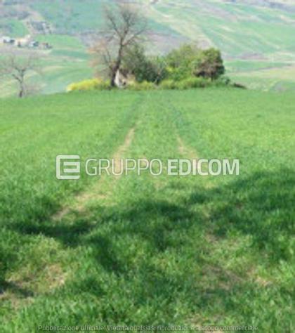 terreno agricolo in vendita a Bonito