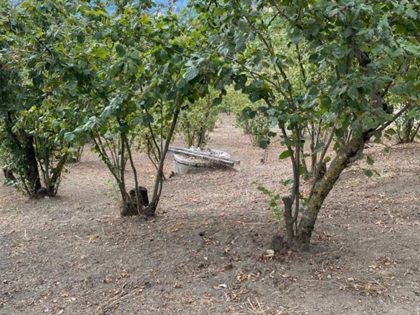 terreno agricolo in vendita a Capriglia Irpina