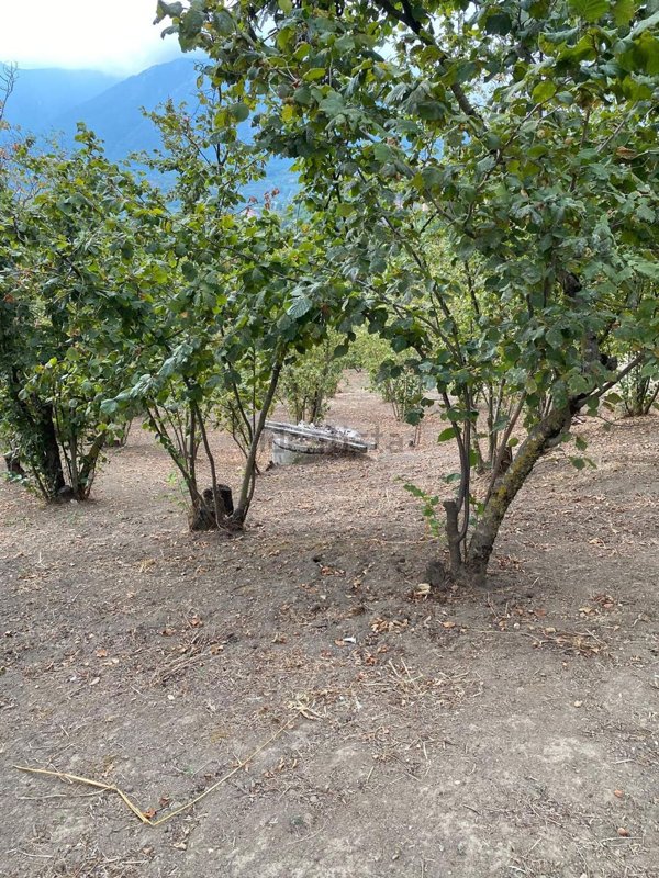 terreno agricolo in vendita a Capriglia Irpina