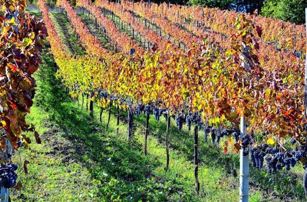 terreno agricolo in vendita a Castelvetere sul Calore