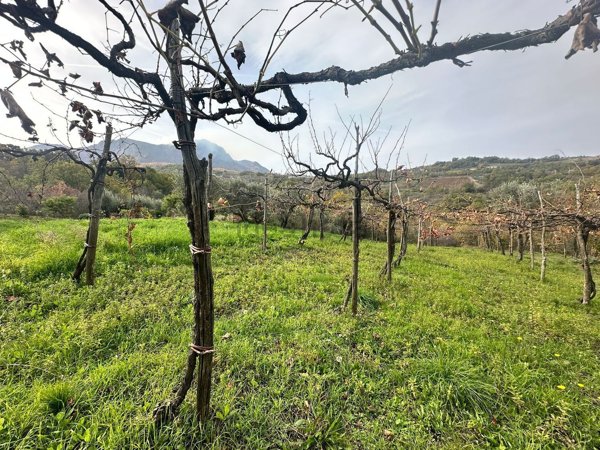 pentavano in vendita a Castelvetere sul Calore in zona Tremauriello